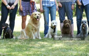 Dog Training Group