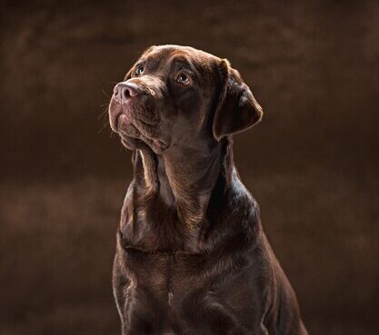 Dog trained to wait