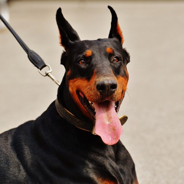 dog training on leash