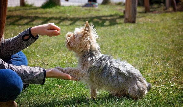 dog training