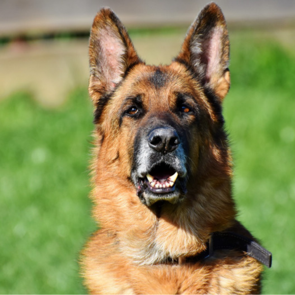 old-german-shepherd